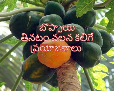 Papaya Benefits in Telugu Language