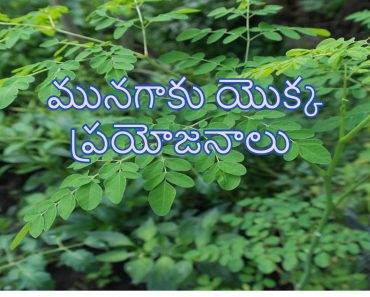 Munagaku Health Benefits in Telugu