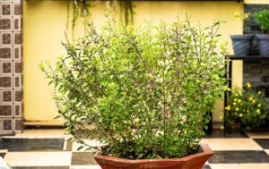 Best Tulasi uses and Benefits in Telugu