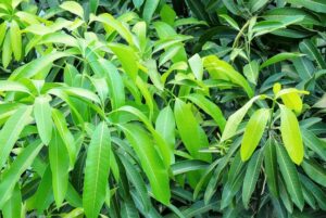Mango tree provides health benefits and spiritual energy in Telugu