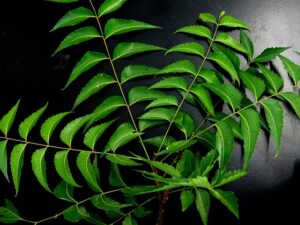 Neem tree is a medicine and panacea in Telugu
