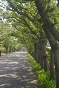 Neem tree is a medicine and panacea in Telugu