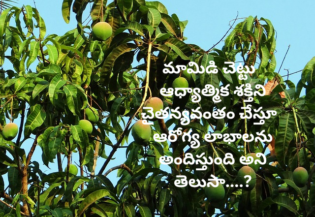 Mango tree provides health benefits and spiritual energy in Telugu