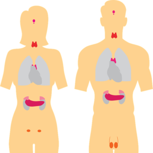 How hormones work in our body and their imbalance in Telugu