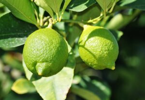 Lemon, lemon juice and lemon leaves have the power to give complete health in Telugu