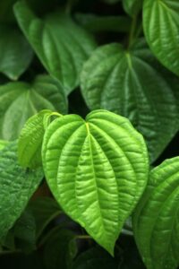 Betel leaf is a symbol of spirituality, and as a "sanjeevini" medicine for health problems in Telugu.
