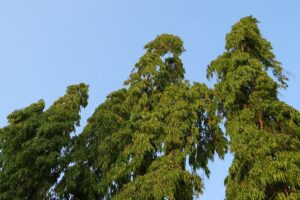 Ashoka tree is an Ayurvedic tree that removes grief and is worshiped in Telugu.