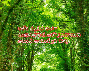Ashoka tree is an Ayurvedic tree that removes grief and is worshiped in Telugu