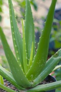 Aloe vera benefits, side effects for beauty and health in Telugu