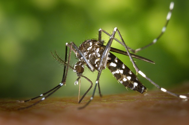 Dengue Fever  Symtoms and Treatment