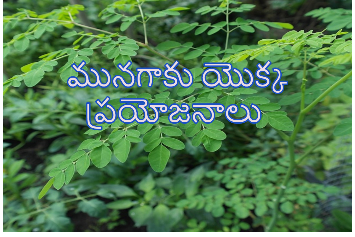 munagaku-health-benefits-in-telugu