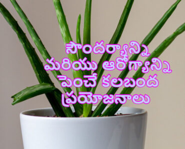 Aloe vera benefits, side effects for beauty and health in Telugu